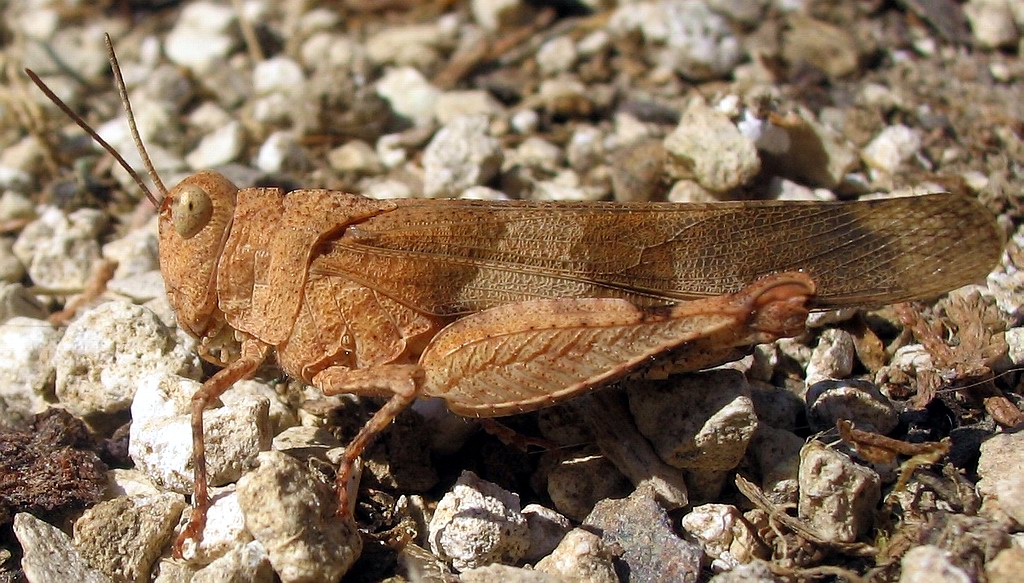 Giovane e adulto di Oedipoda caerulescens (Orthoptera)